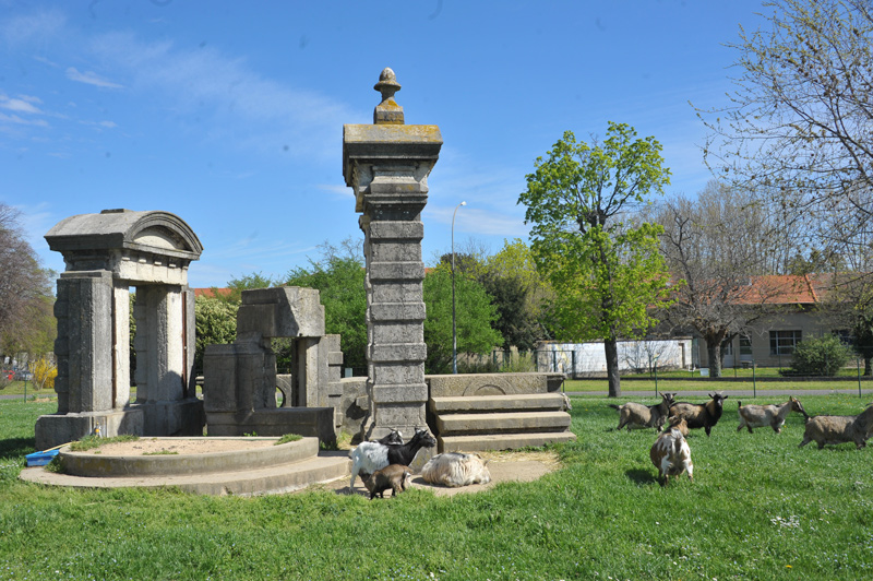 Les chèvres brouttent l'herbe autour des ruines du mas des Tours