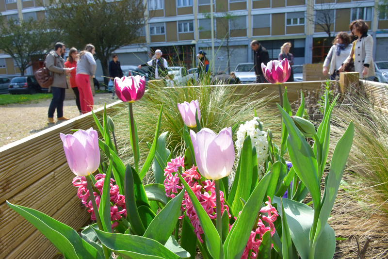 Jardin fleuri à Parilly