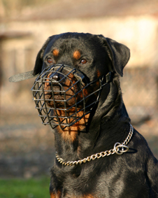 Chien avec une muselière