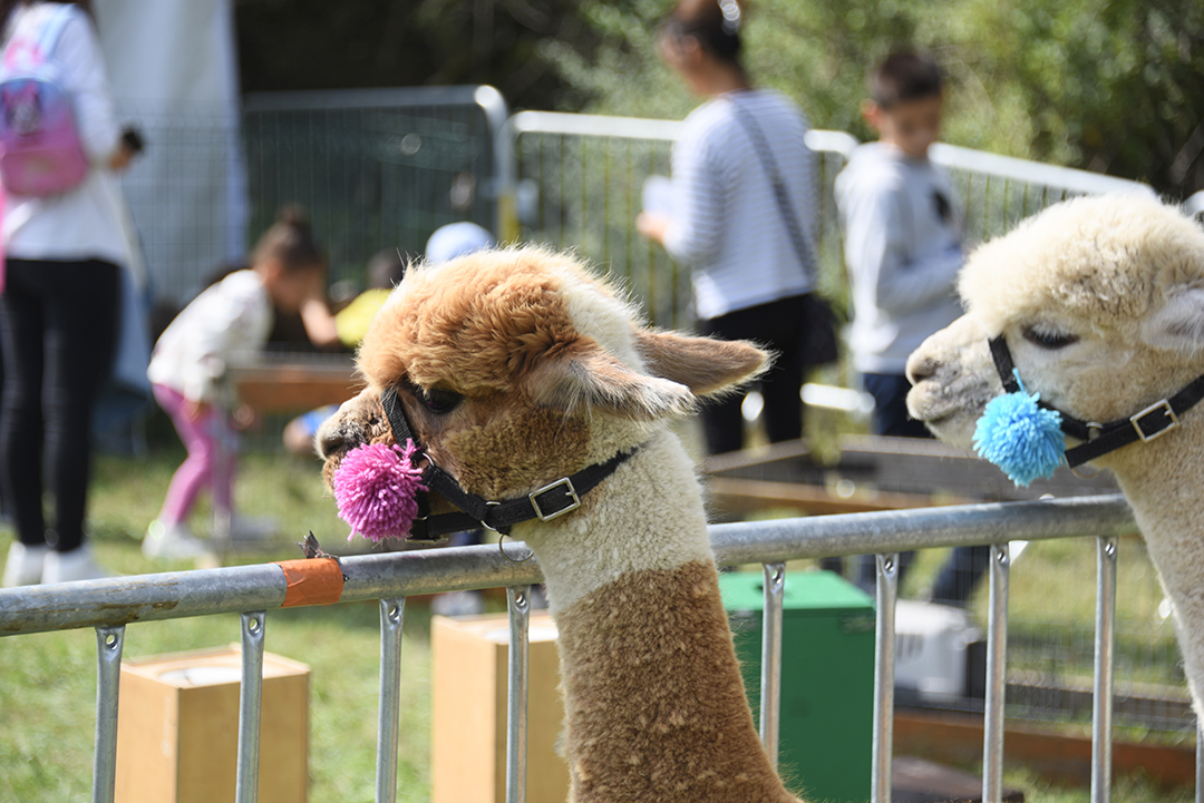Pendant la fête des animaux 2024, deux lamas sont présentés aux brondillants. Les lamas regardent les passants depuis leurs enclos.