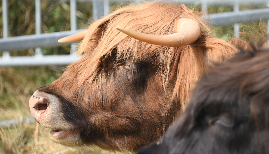 Pendant la Fête des animaux 2024, gros plans sur les têtes de deux boeufs bruns à poils longs, qui ruminent dans leur enclos.