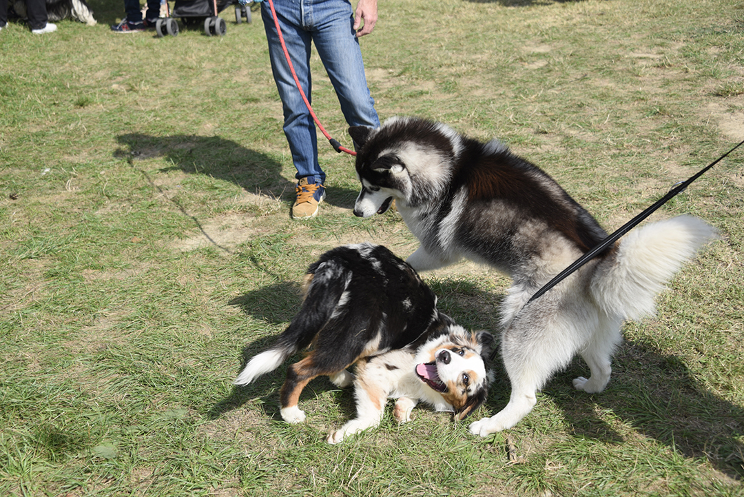 Pendant la Fête des animaux 2024, deux chiens chahutent dans l'herbe sous le regard de leur smaîtres alors qu'ils sont tenus en laisse.