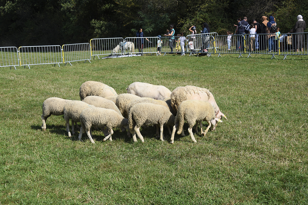 Un troupeau d'une dizaine de moutons, pâture dans un enclos sur la prairie du Fort de Bron pendant la Fête des Animaux 2024. Des habitants les regardent au fond, derrière des barrières.