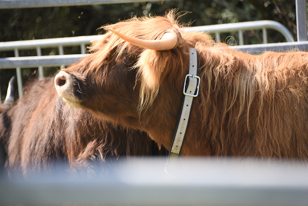 Gros plan sur deux boeufs bruns à poils longs pendnat la Fête des animaux 2024. L'un relève la tête tandis que l'autre présente son flanc gauche. Des barrières sont visibles dans le fond.