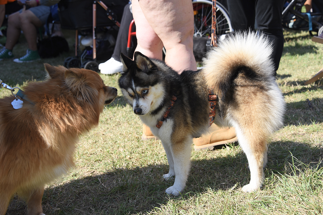 Pendant la Fête des animaux 2024, deux chiens se regardent et se sentent au milieu de la foule.