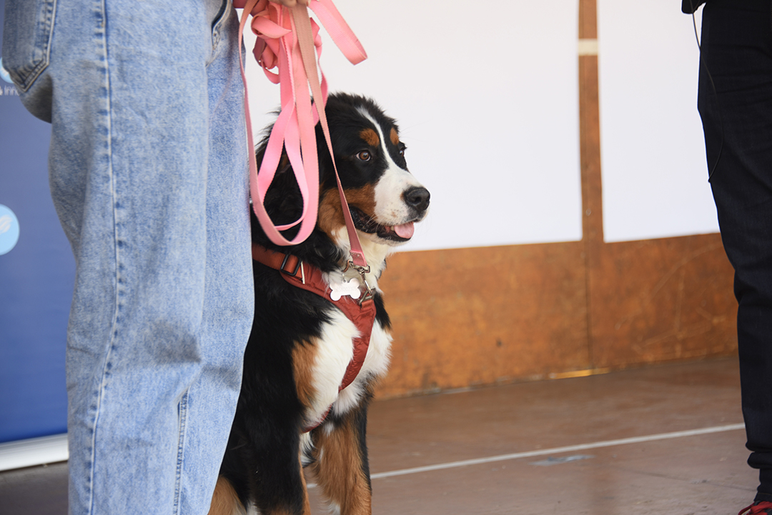Pendant la Fête des animaux 2024, plan rapproché sur un bouvier bernois sur la scène du concours du plus beau chien. Il est sage et assis à côté de son maître, tenu en laisse.