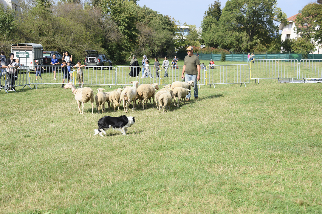 Un troupeau de moutons avec son berger et un chien de berger en premier plan, sur la prairie du Fort de Bron, entourés de barrières et avec quelques habitants ragardant le troupeau évoluer.