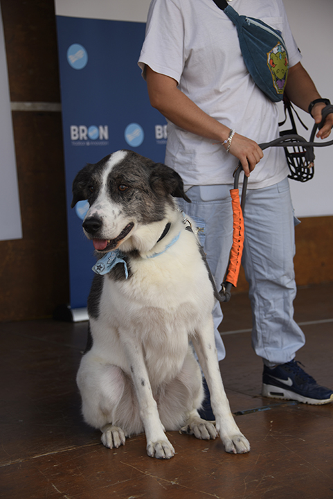 Pendant la Fête de animaux 2024, un chien assis sur la scène du concours du plus beau chien, tenu en laisse par son maître que l'on entrevoit derrière lui.