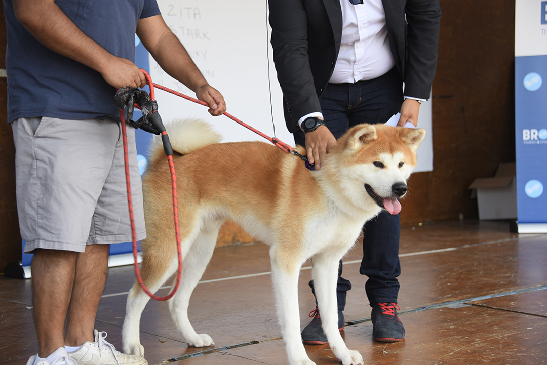 Pendant la Fête de animaux 2024, un chien à quatre pattes sur la scène du concours du plus beau chien, tenu en laisse par son maître à ses côtés, on entrevoit l'animateur du concours carresser le chien..