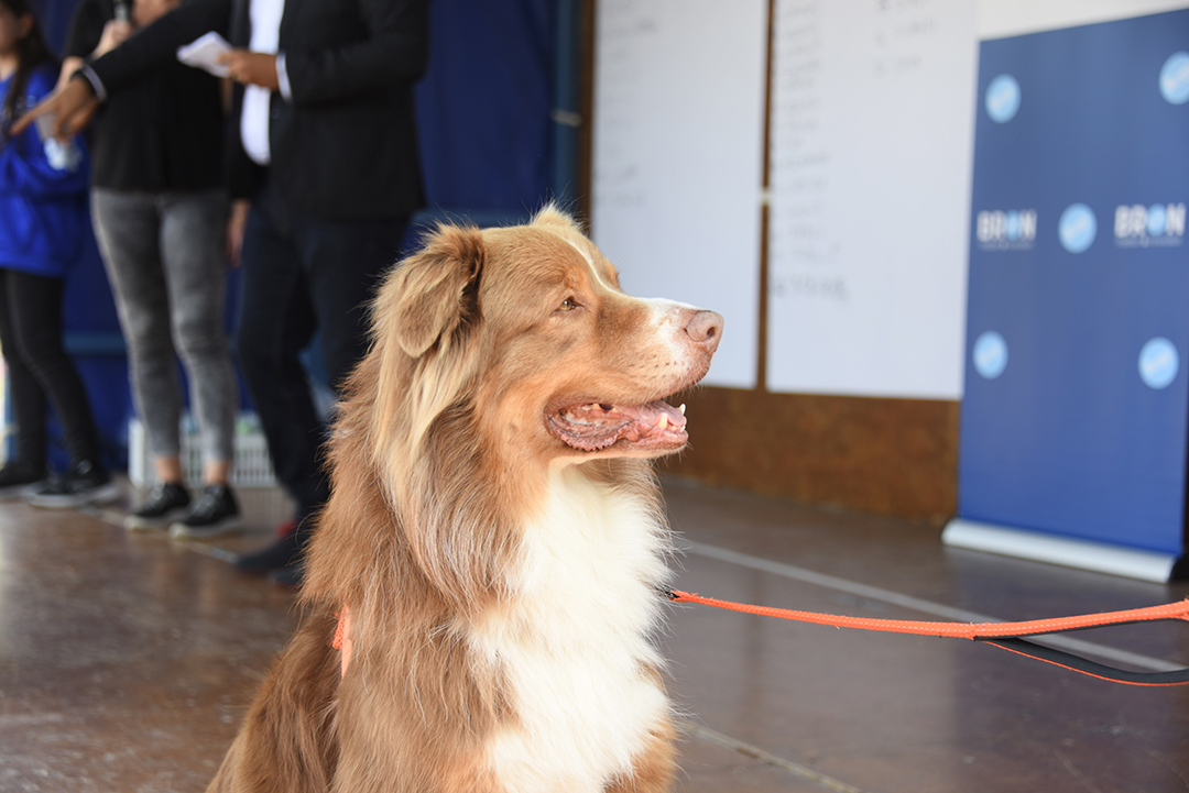 Pendant la Fête de animaux 2024, un chien assis sur la scène du concours du plus beau chien, tenu en laisse par son maître que l'onne voit pas..