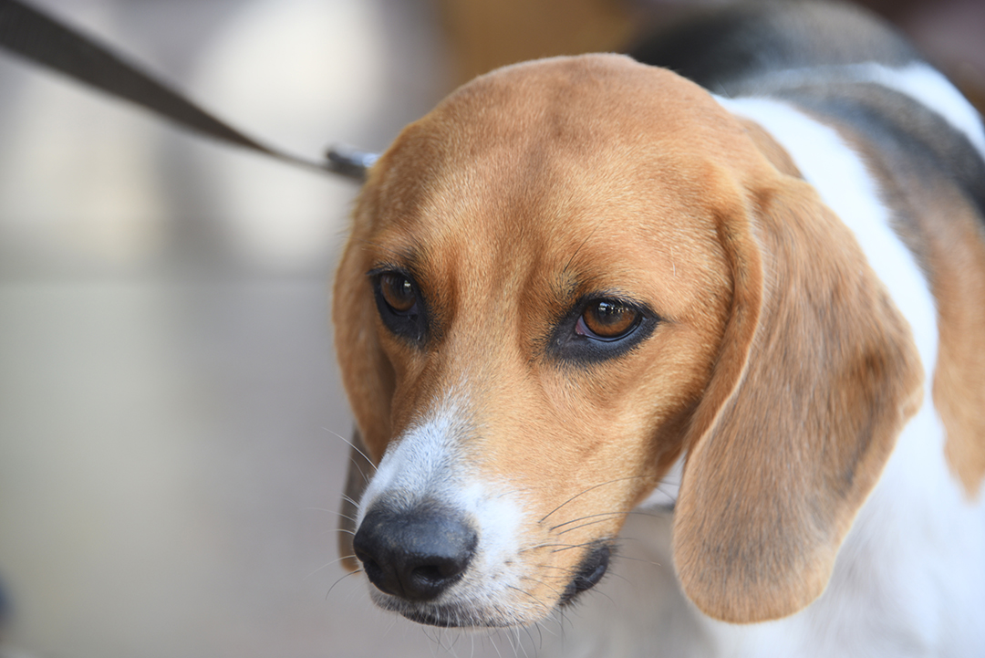 Une tête de chien en gros plan, tenu en laisse pendant la Fête de animaux 2024, sur la scène du concours du plus beau chien.