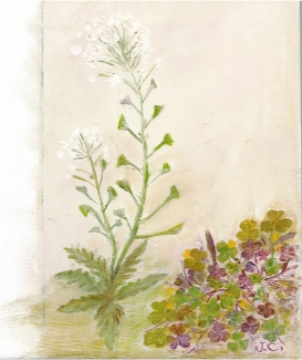 Peinture herbes folles