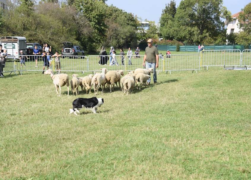 Un troupeau de moutons avec son berger et un chien de berger en premier plan, sur la prairie du Fort de Bron, entourés de barrières et avec quelques habitants ragardant le troupeau évoluer.