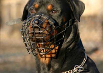 Chien avec une muselière