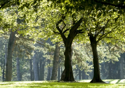 Parc de Parilly en automne