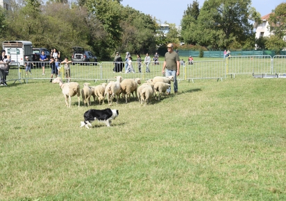 Un troupeau de moutons avec son berger et un chien de berger en premier plan, sur la prairie du Fort de Bron, entourés de barrières et avec quelques habitants ragardant le troupeau évoluer.
