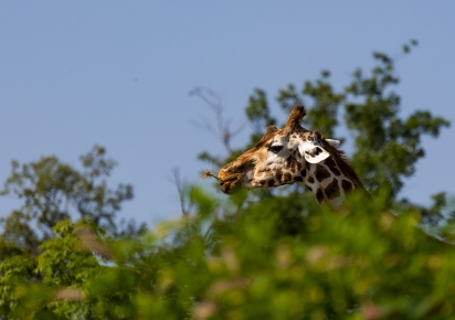 Une tête de girafe émerge d'un bosquet d'arbres sur fond de ciel bleu